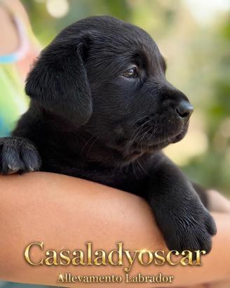 Ultima cucciola Labrador retriever