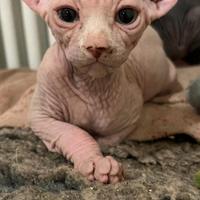 Cucciolo sphynx