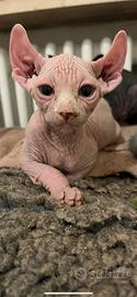 Cucciolo sphynx