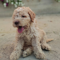 Lagotto romagnolo