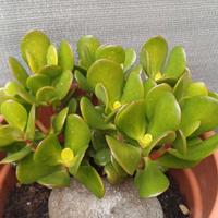 Pianta albero di giada