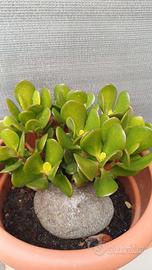 Pianta albero di giada