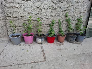 Piante di bacche di goji