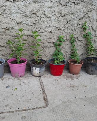 Piante di bacche di goji