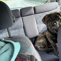 Cane corso