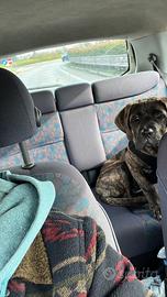 Cane corso