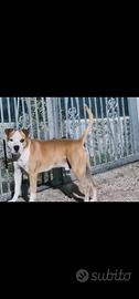 Amstaff per monta