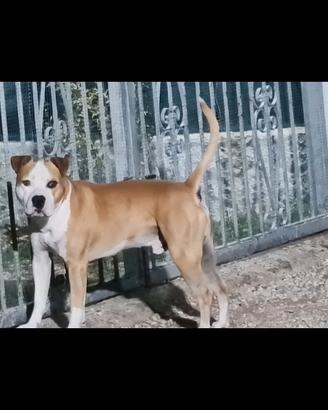 Amstaff per monta