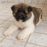 Cucciolo di akita americano