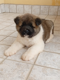 Cucciolo di akita americano
