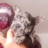 Bulldog francese merle' maschietto 500 Catania