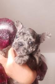 Bulldog francese merle' maschietto 500 Catania