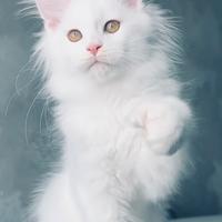 ?Maine coon BIANCO?per SAN VALENTINO?