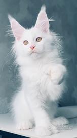 ?Maine coon BIANCO?per SAN VALENTINO?