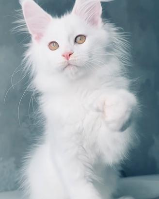 ?Maine coon BIANCO?per SAN VALENTINO?