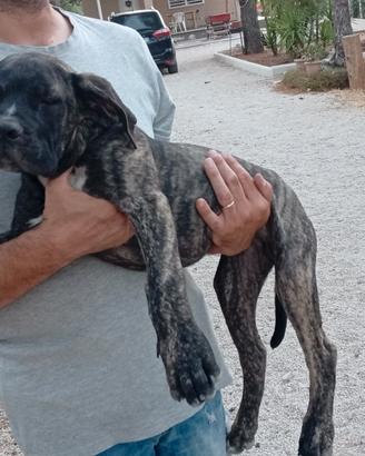 Cuccioli di corso