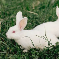 Cuccioli conigli nostrani