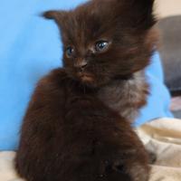 Maine Coon maschio nero - Pharaoh