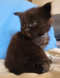 Maine Coon maschio nero - Pharaoh