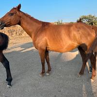 Fattrice araba linea endurance galoppo