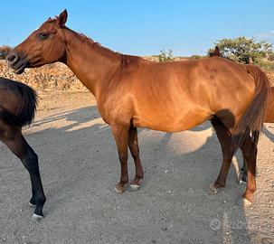 Fattrice araba linea endurance galoppo