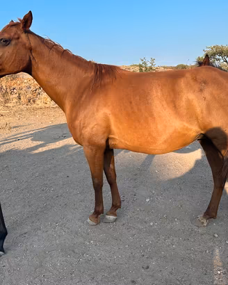 Fattrice araba linea endurance galoppo
