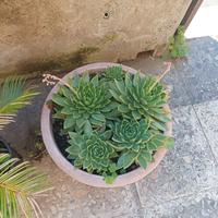 Rosa del deserto