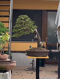 ABETE ROSSO BONSAI