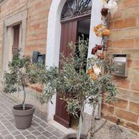 V003843 OSIMO CENTRO