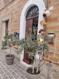 V003843 OSIMO CENTRO