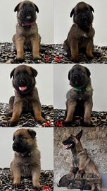 Cuccioli di Pastore Belga Malinois nati il 04/06