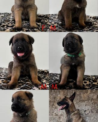 Cuccioli di Pastore Belga Malinois nati il 04/06