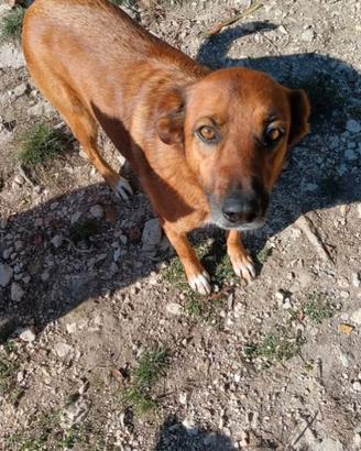 Cagnolina meticcia