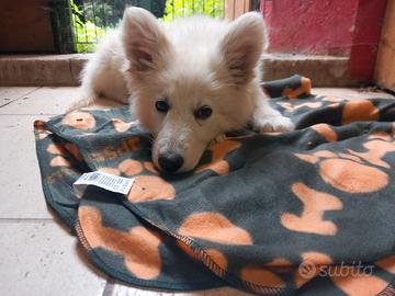 Cucciolo di Pastore Svizzero con Pedigree