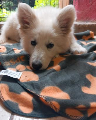 Cucciolo di Pastore Svizzero con Pedigree
