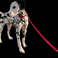 Cucciolo dalmata
