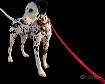 Cucciolo dalmata