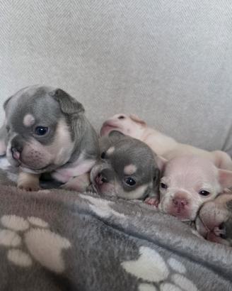 Cuccioli di Bulldog Fran (Blue, Lilac Tan e Crema)
