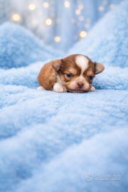 Chihuahua maschietti