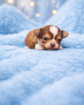 Chihuahua maschietti