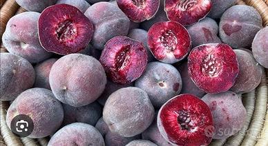  sei semi pesca della vigna. frutto antico