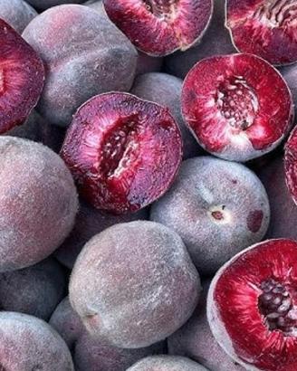  sei semi pesca della vigna. frutto antico