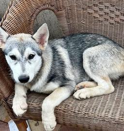 Cuccioli di husky