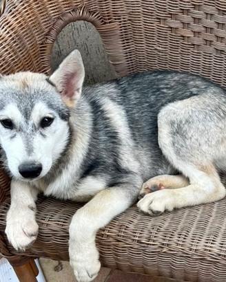 Cuccioli di husky