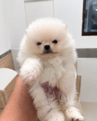 Spitz tedesco nano (Pomerania )con Pedegree