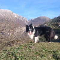 Cuccioli di Border Collie