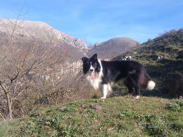 Cuccioli di Border Collie