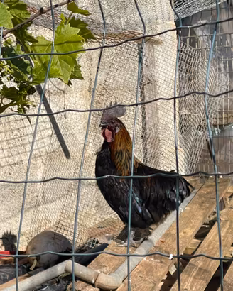 Galli e galline