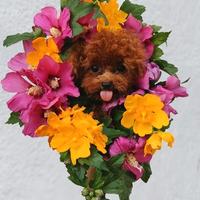 Cuccioli Barboncino Toy Fulvo Maschio e Femmina