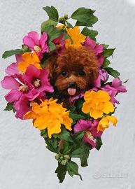 Cuccioli Barboncino Toy Fulvo Maschio e Femmina